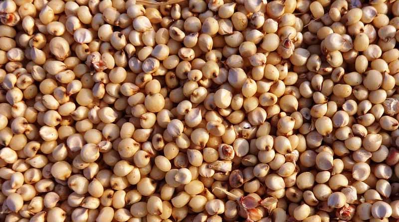 high-yield seeds