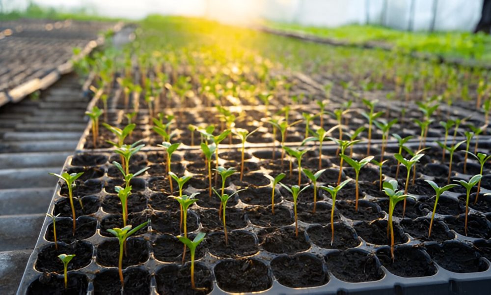 vegetable seedlings